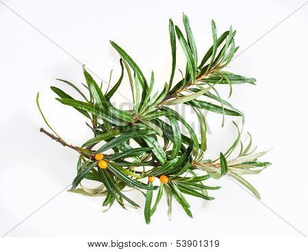 seabuckthorn