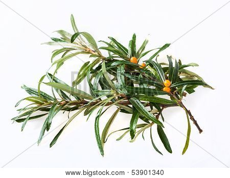 seabuckthorn
