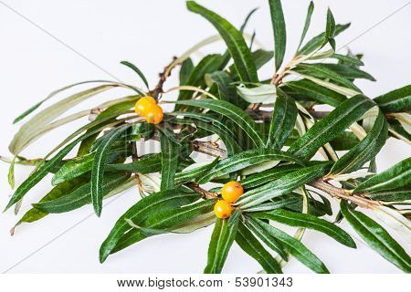 seabuckthorn