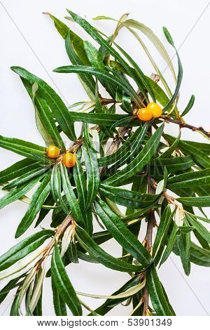 seabuckthorn