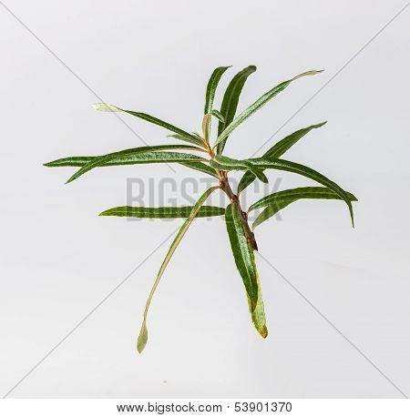 seabuckthorn