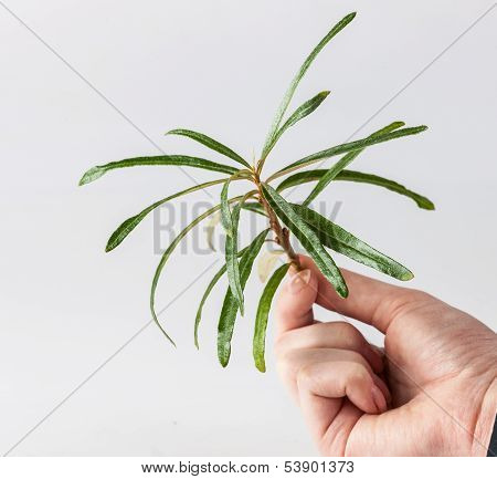 seabuckthorn