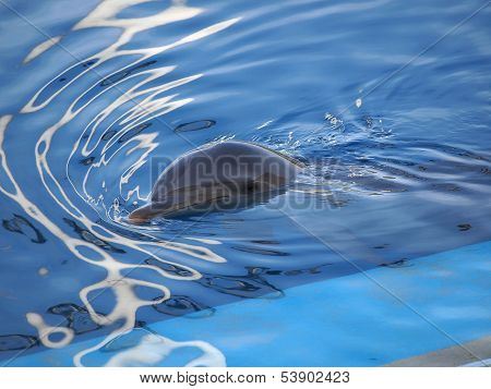 Dolphin