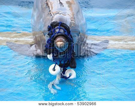 Dolphin