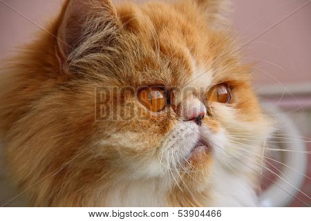 Persian Cat