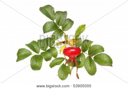 Rosa Rugosa