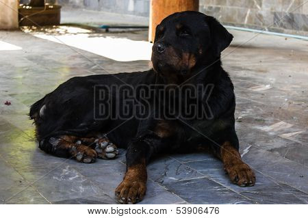 Rotweilers On The Patio