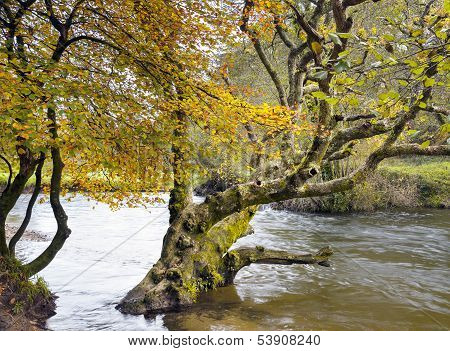 Autumn On The River Fowey