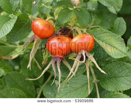 Rose Hips