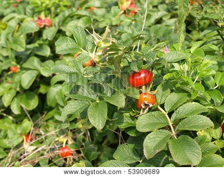 Rose Hips