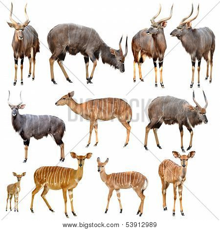 Nyala Isolated