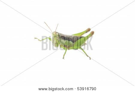 Grasshopper
