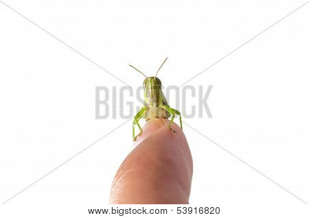 Grasshopper