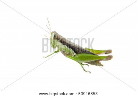 Grasshopper