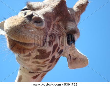 Girafe sournois