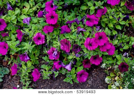 Pink Flowers