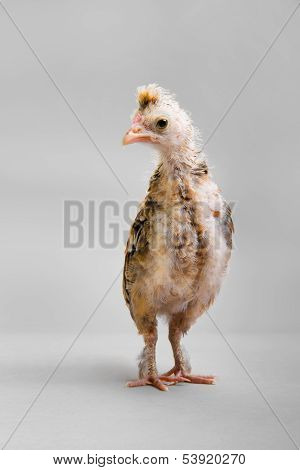 Little Chick