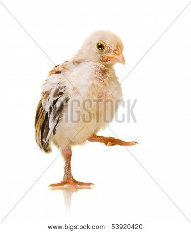 Little Chick