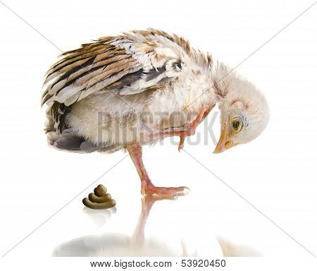Little Chick