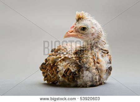 Little Chick