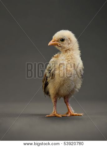 Little Chick