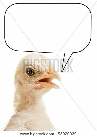 Head Chick