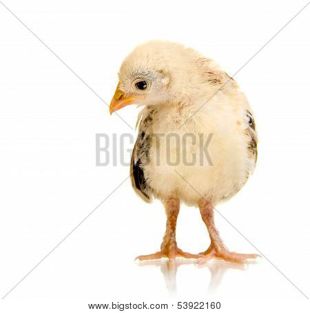 Head Chick