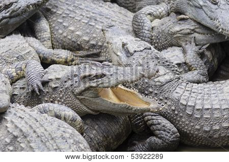 Crocodile Relaxing