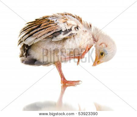 Little Chick