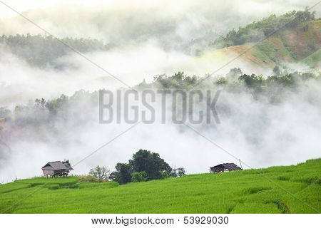 Green Terraced Rice Field With Fog On The Mountain In Chiangmai, Thailand