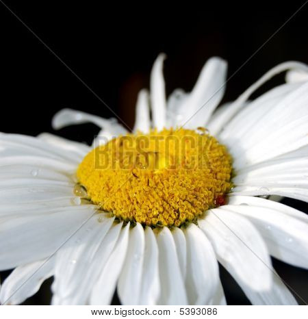 热烫水滴的 Daisywheel