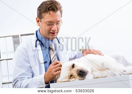 vet checks the health of a dog