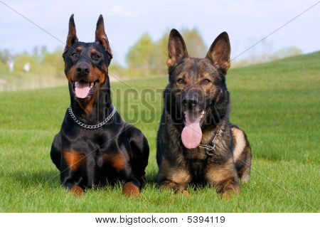 Doberman ดำและแกะสุนัขเยอรมัน