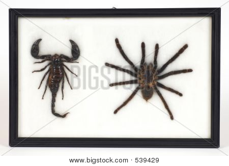 Scorpion e Spider