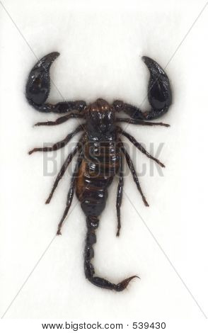 Scorpione
