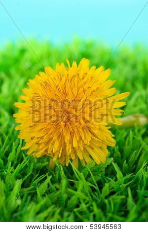 Dandelion flower on grass on bright background