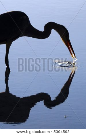 Heron reflexe