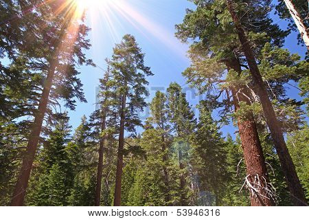 Sequoias