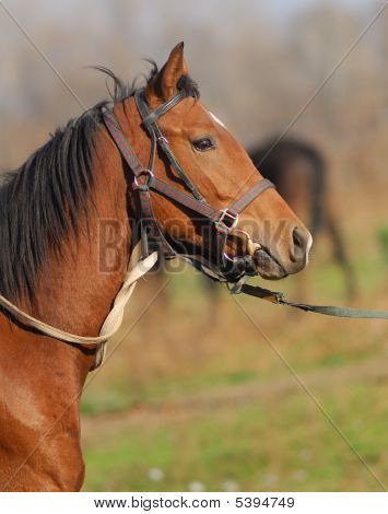 Hest
