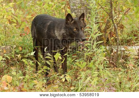 black wolf