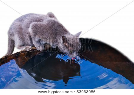 The cat drinks water