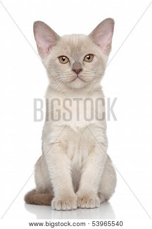 Burmese Kitten