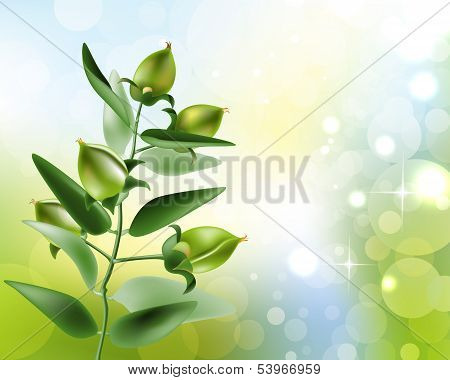 illustration of Jojoba