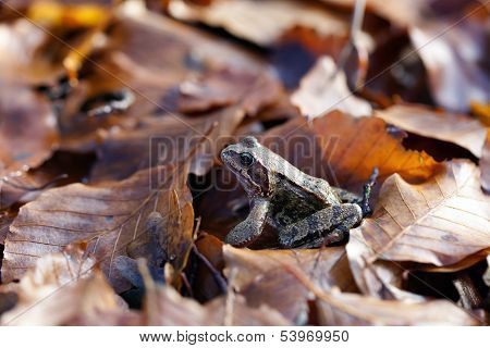 Common toad - leaves
