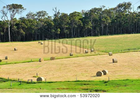 Two Roly Poly Paddocks