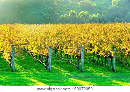 Autumn Vineyard In Late Afternoon