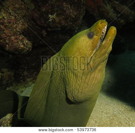 green moray eel