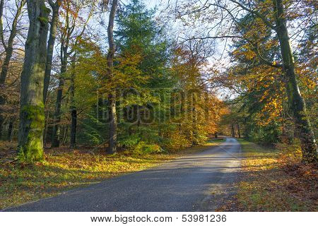 Beech forest in sunlight at fall