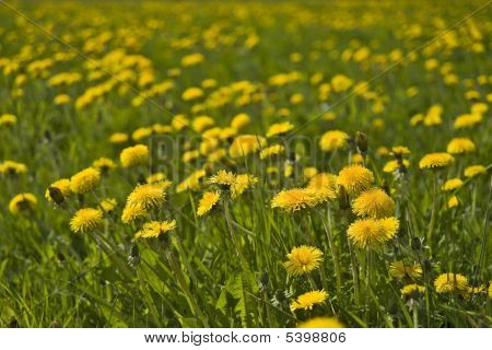 Gele paardenbloemen veld