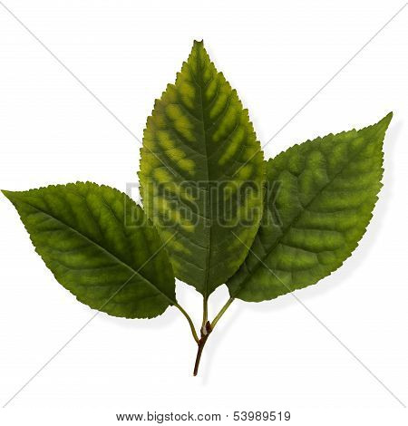 Linden Leaves